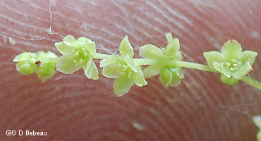 female flw inflorescence