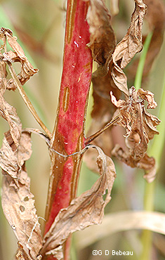 stem detail