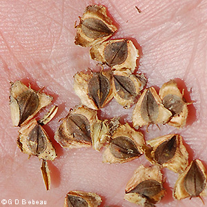 seed