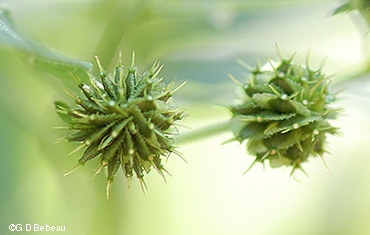 seed head
