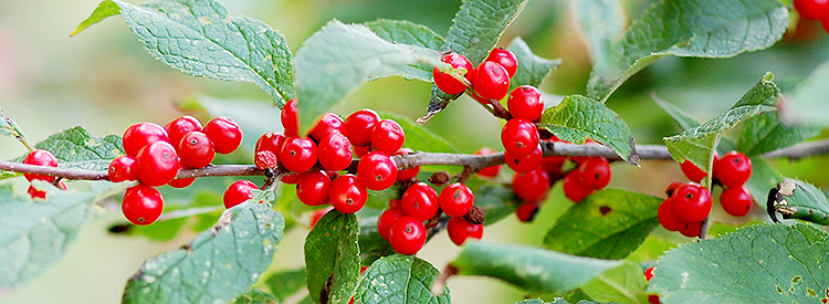 Winterberry fruit