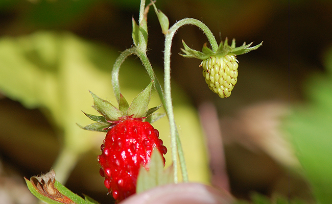 Woodland Strawberry