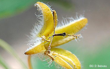 seed capsule opening