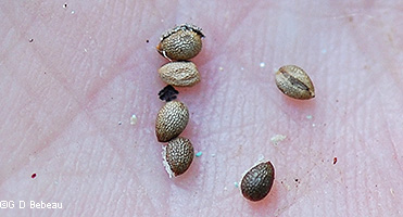 Seeds