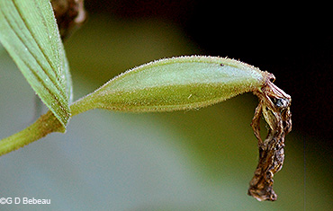 Seed capsule