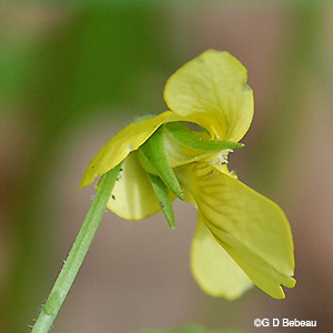 Downy Yellow Violet sepals