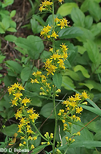 zigzag goldenrod