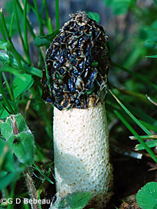 Eastern Stinkhorn Mushroom