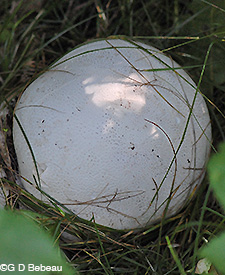 Giant Puffball