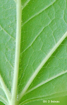 leaf underside