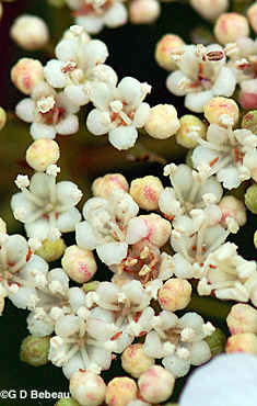 American Cranberry fertile flower
