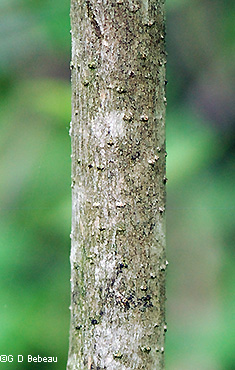 stem wood
