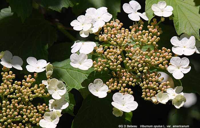 American Cranberry Flower Cluster
