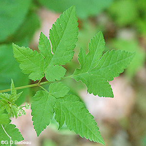Aniseroot leaf