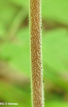 Aniseroot stem