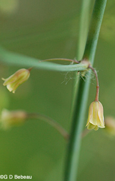 Asparagas flower