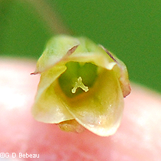 Female Flower