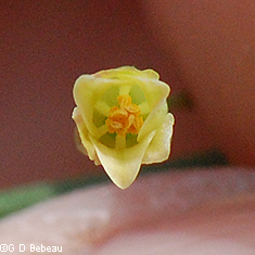 Male Flower