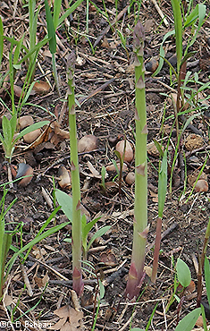 new shoots