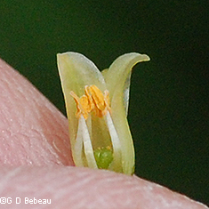 Stamens