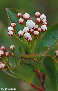 Black chokeberry buds