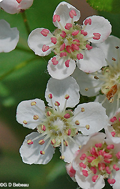 black Chokeberry flower