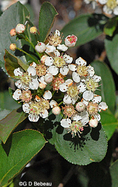 Black chokeberry flower