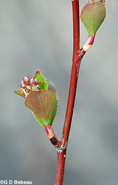 Black chokeberry twig
