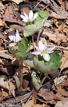 Bloodroot