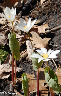 Bloodroot