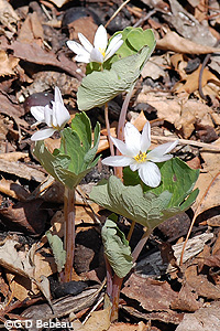 Bloodroot