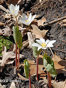 Bloodroot