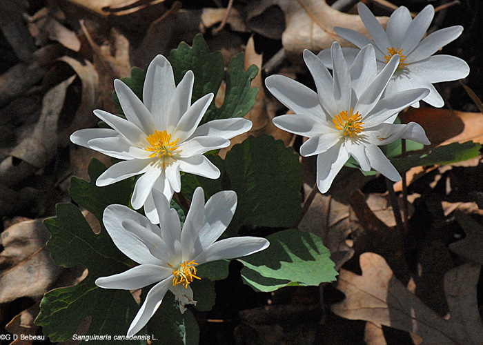 Bloodroot