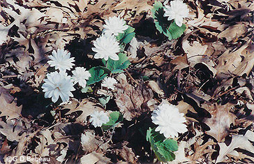 Bloodroot Double