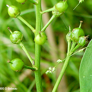 green seed pods