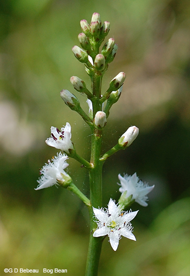 inflorescence