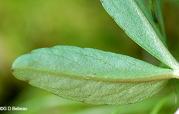 leaf underside