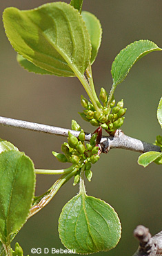 Buckthorn Flower buds