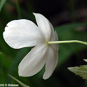 Canada Anemone sepals