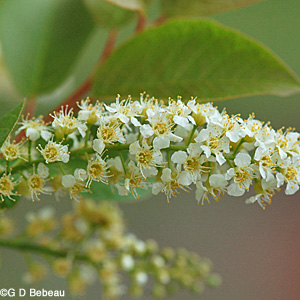 Chokecherry flower