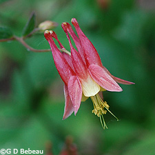 Red Columbine