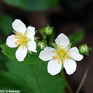 Common Strawberry flower