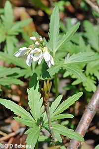 Cut-leaf Toothwort