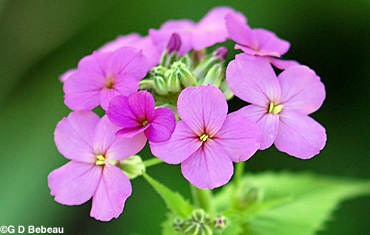 Dames Rocket Flower