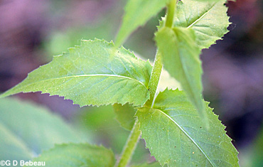 Dames Rocket leaf