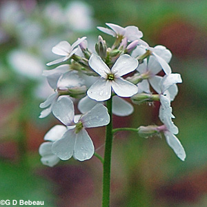 Dames Rocket white flower