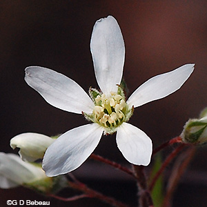Downy Serviceberry flower