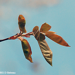 Downy Serviceberry leaf