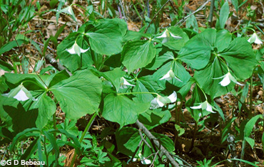 Drooping trillium