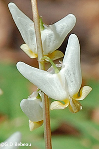 Dutchman's Breeches